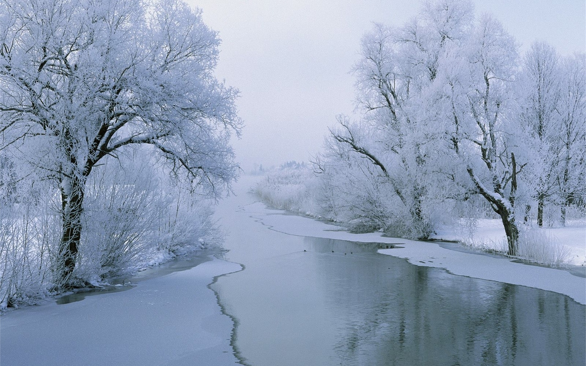 winter, snow, tree, ice, river