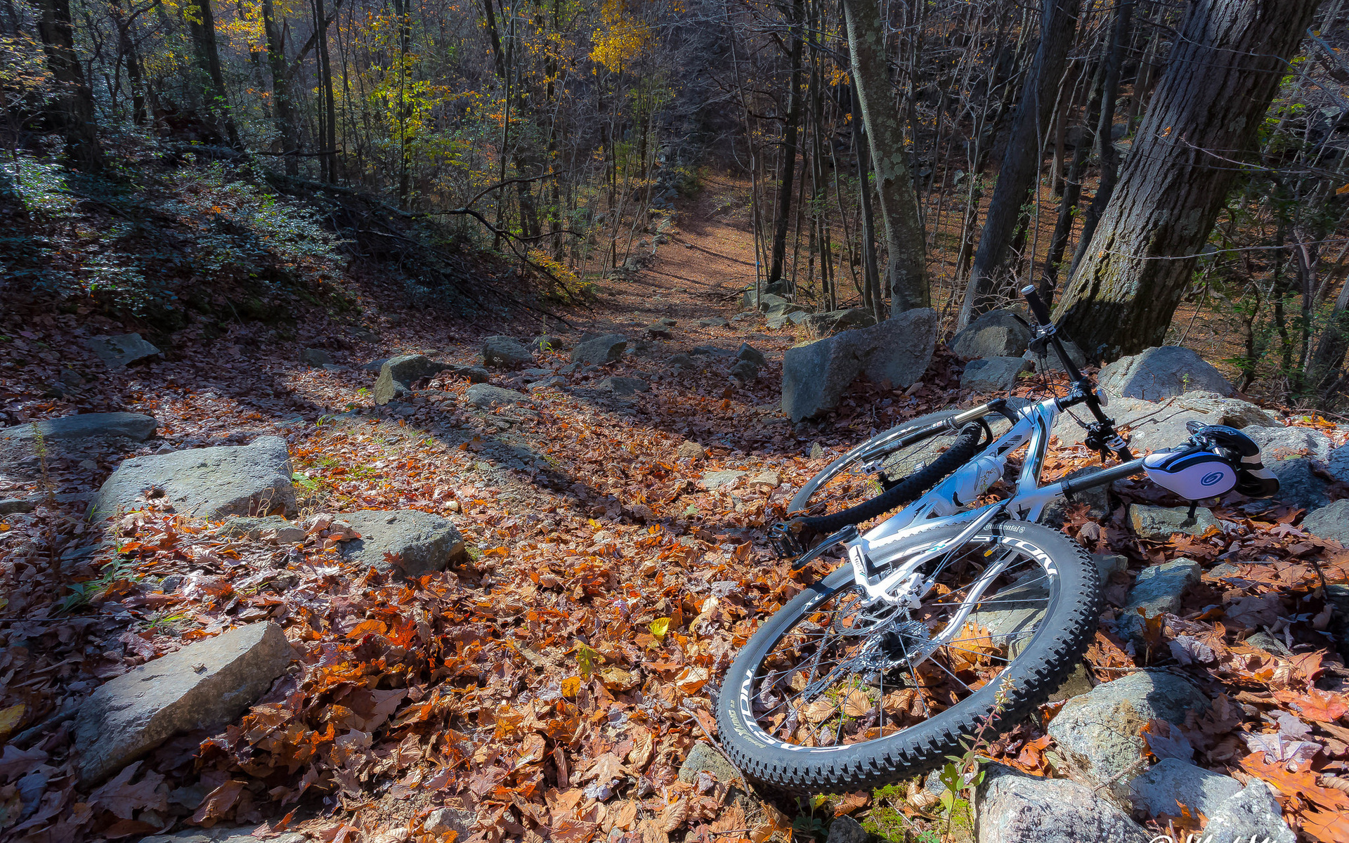 bike, path, tree, leaves, forest, autumn