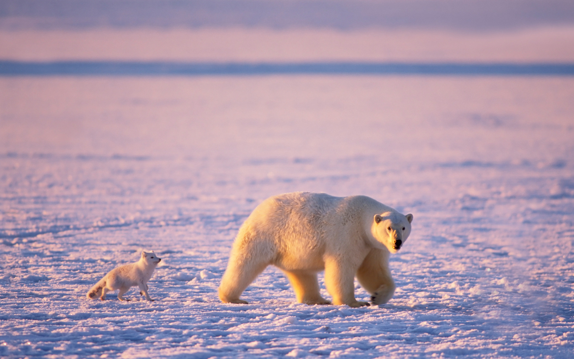 bear, mom, puppy, snow, ice, wild