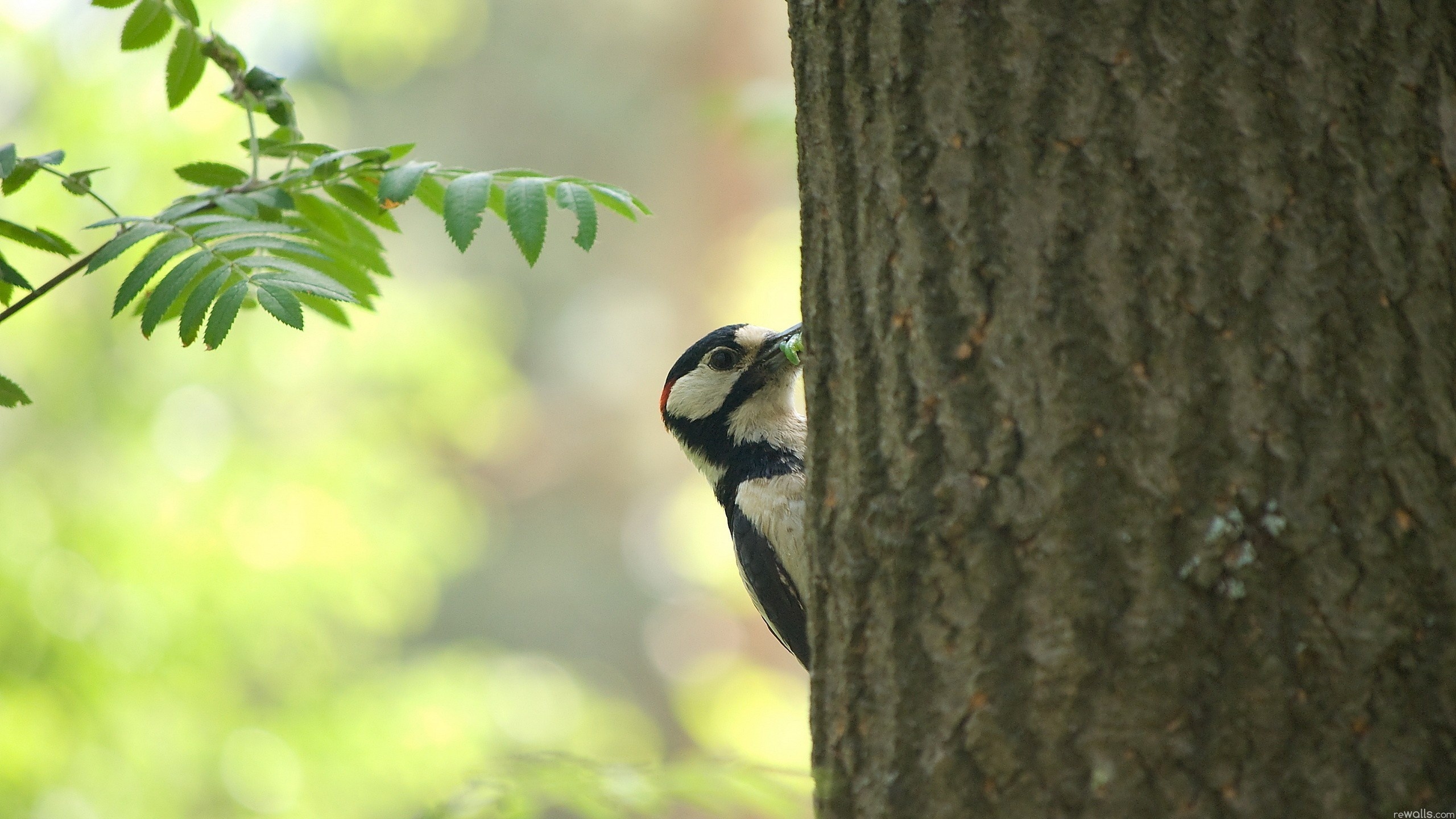 bird, tree, branch, leaves, fly, forest