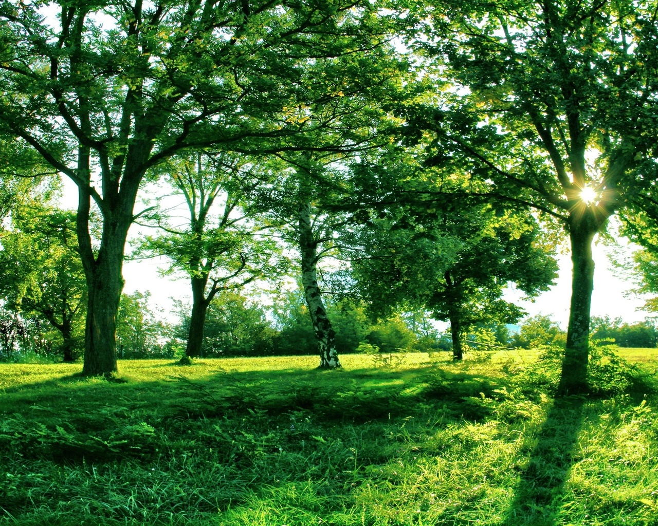 green, forest, tree, grass