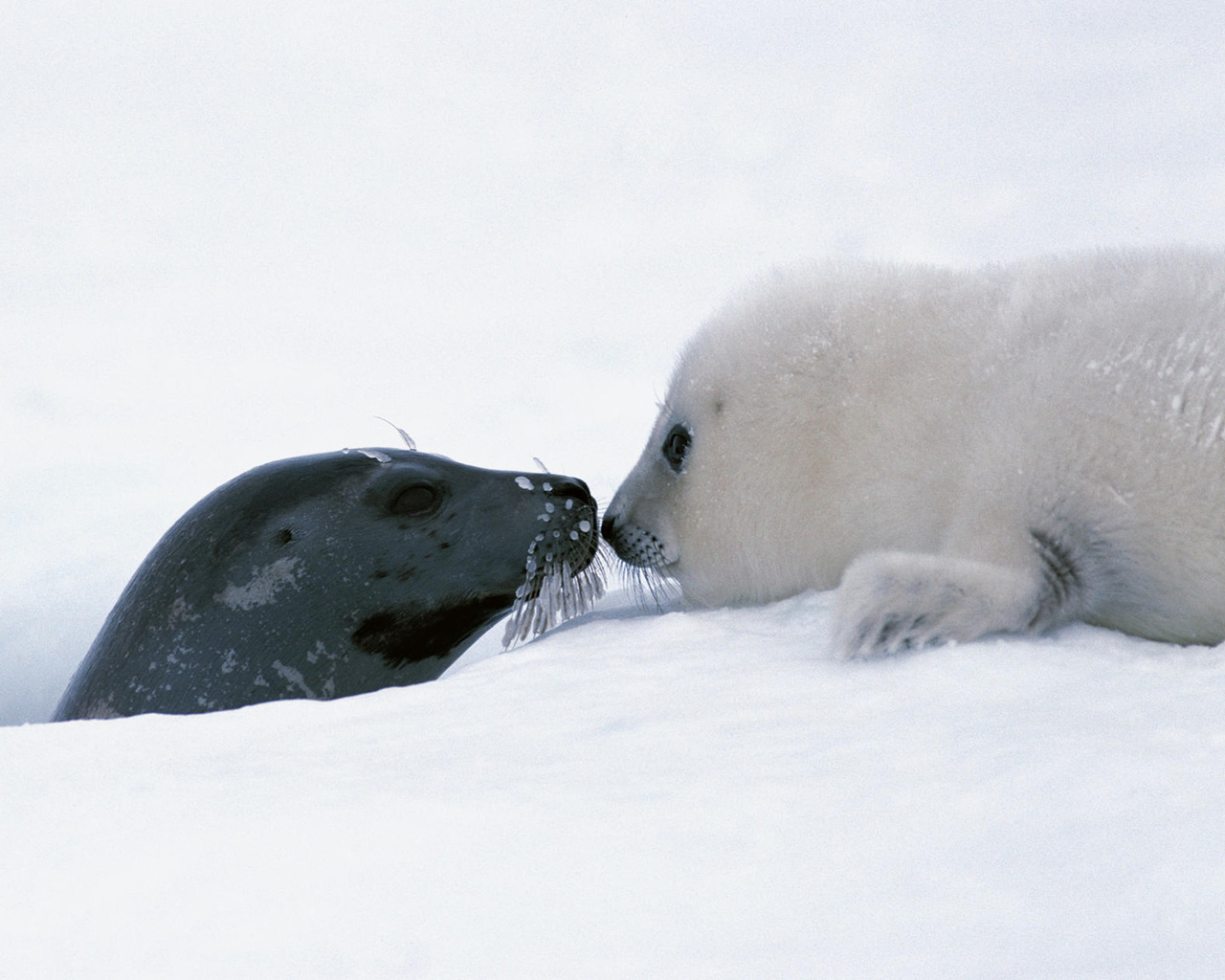 focas, snow, ice, wild