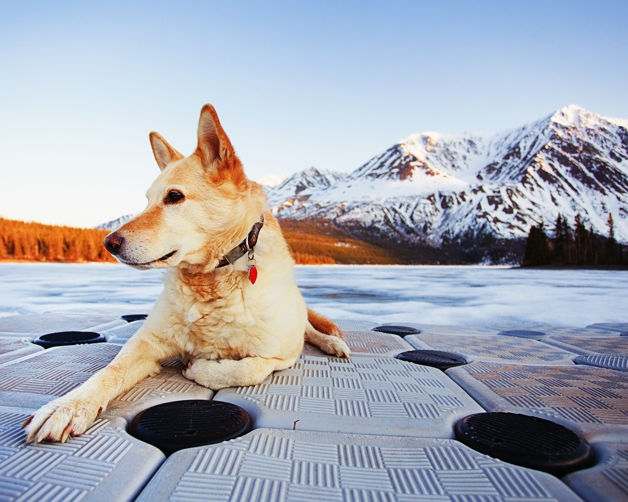 dog, snow, winter, ice, forest