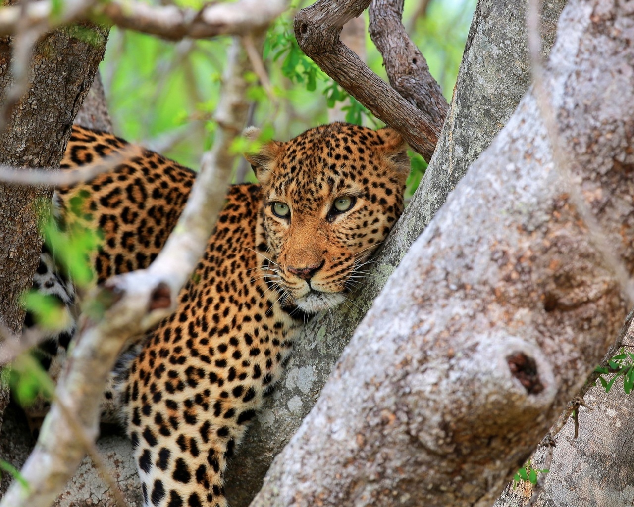 bigcat, tree, branch, rest