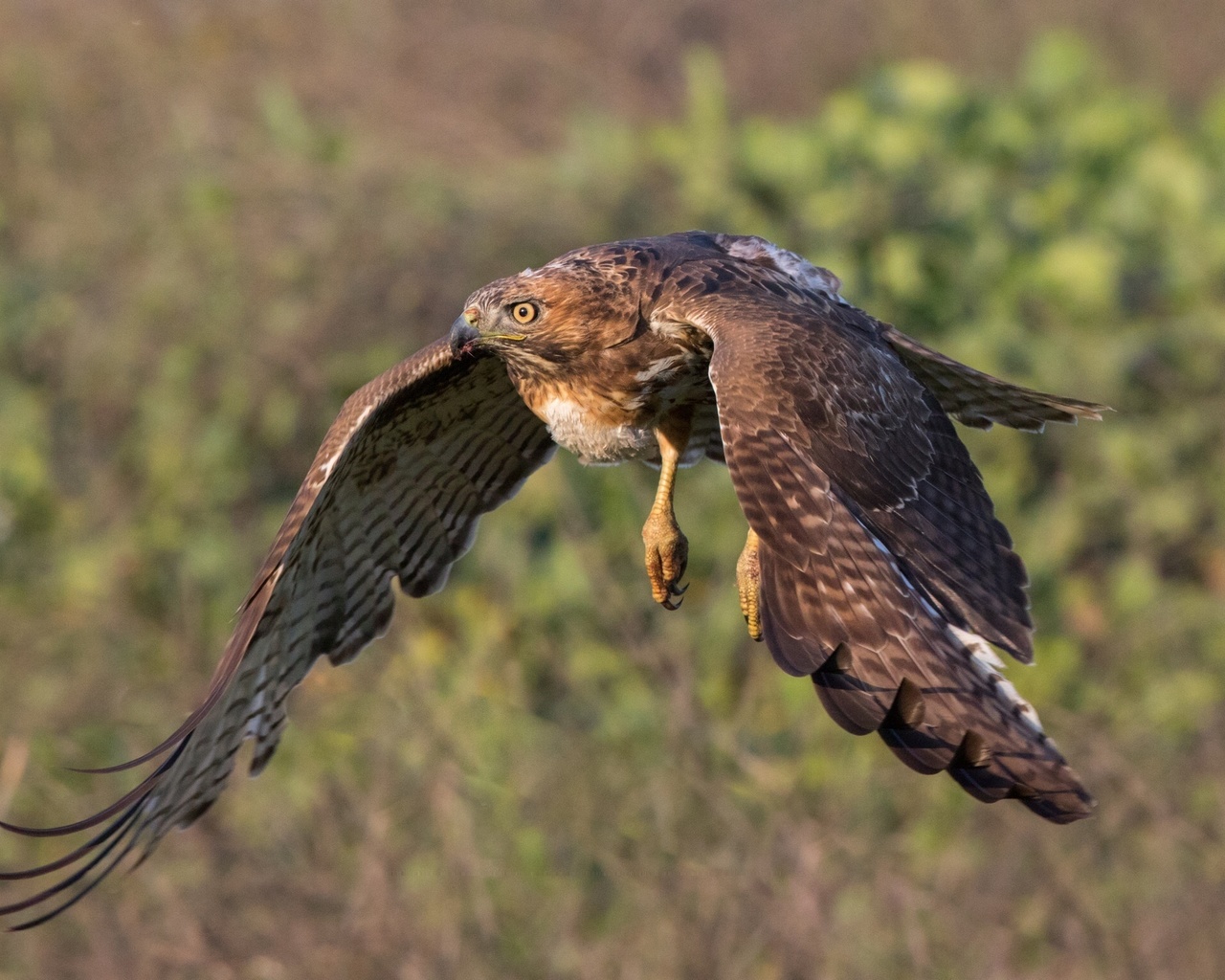 hawk, fly, bird, winds, forest, wild