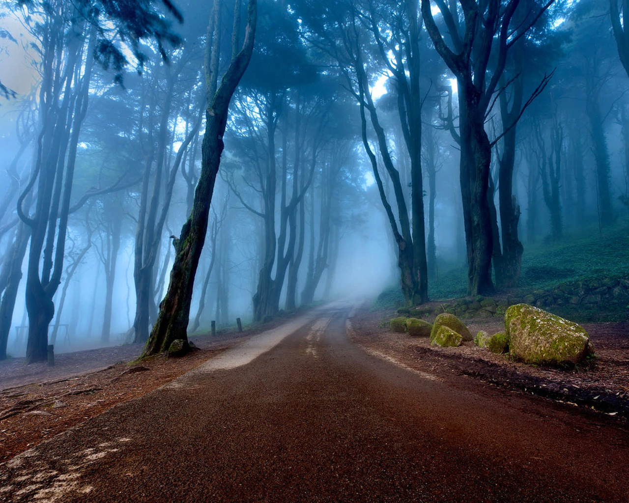 mist, tree, forest, tree, path