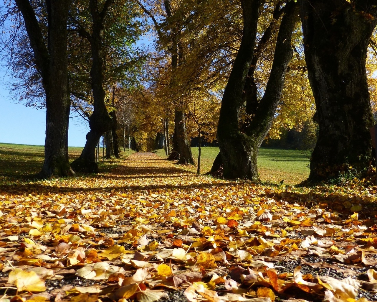 autumn, leaves, road, tree, path, , 