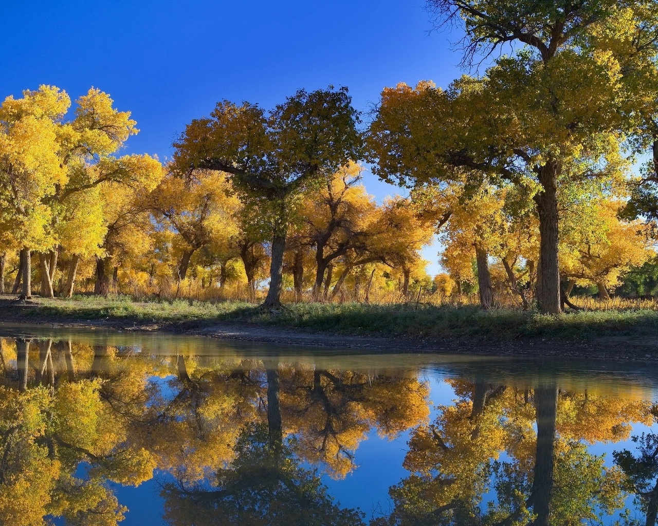 autumn, leaves, lake, reflection, tree, forest, water