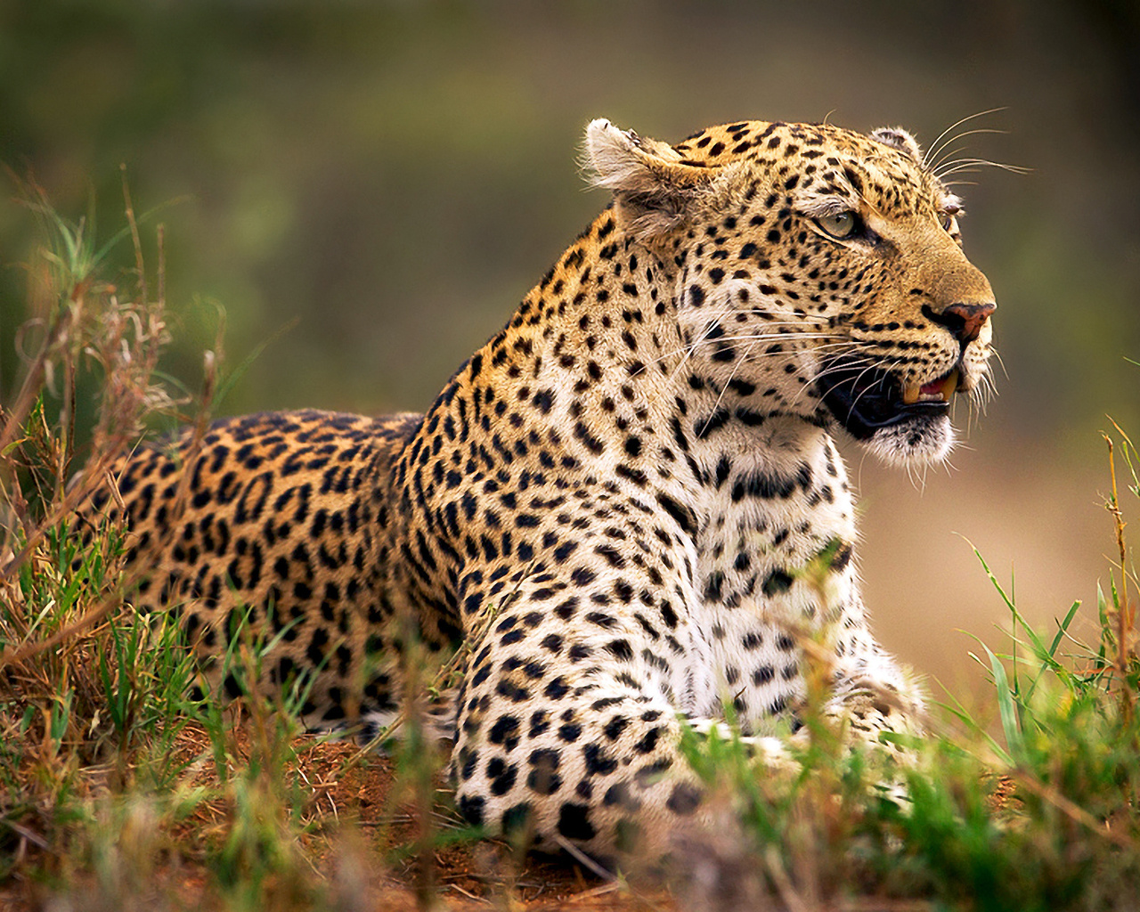 wild, bigcat, grass, forest