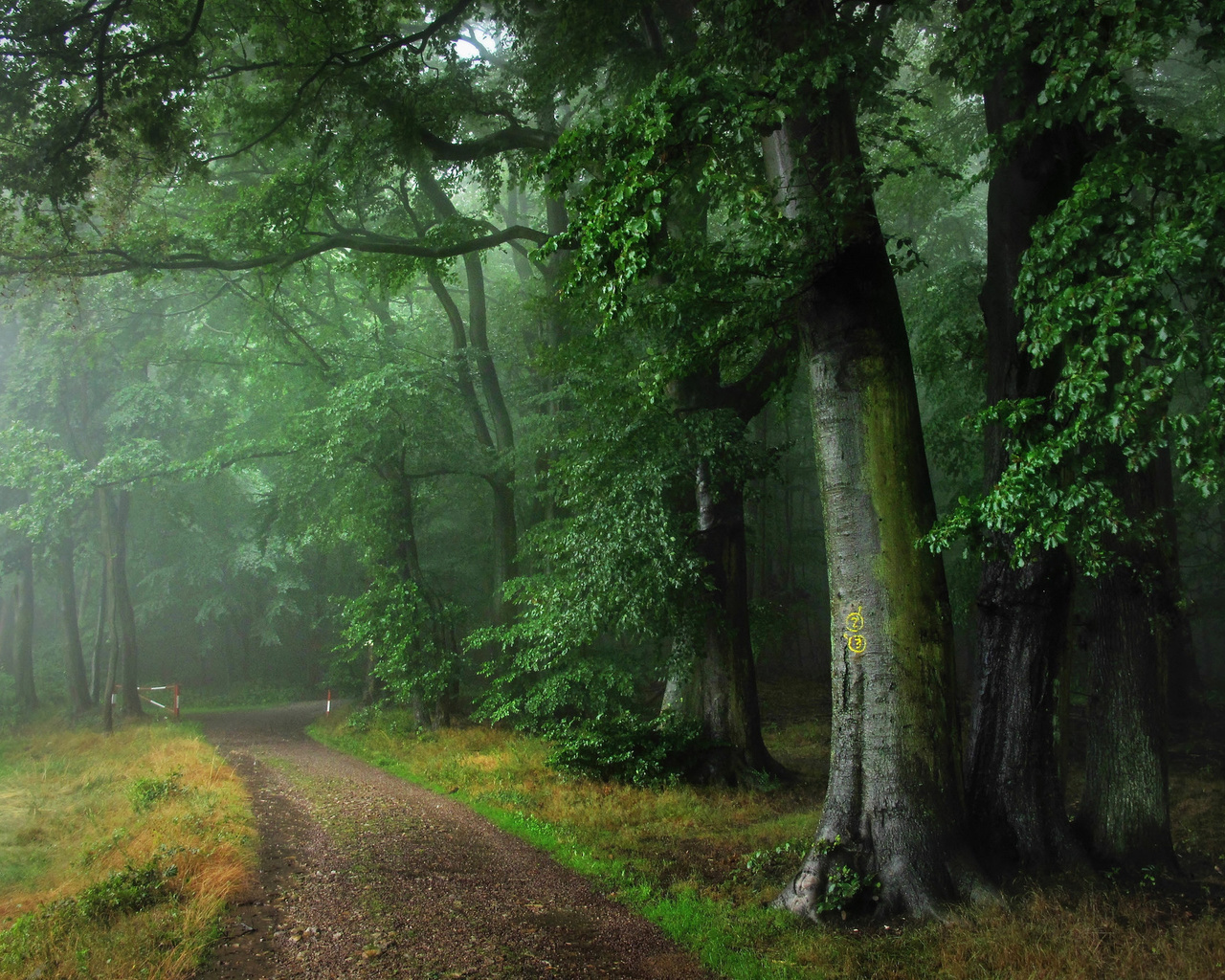 forest, path, tree, green