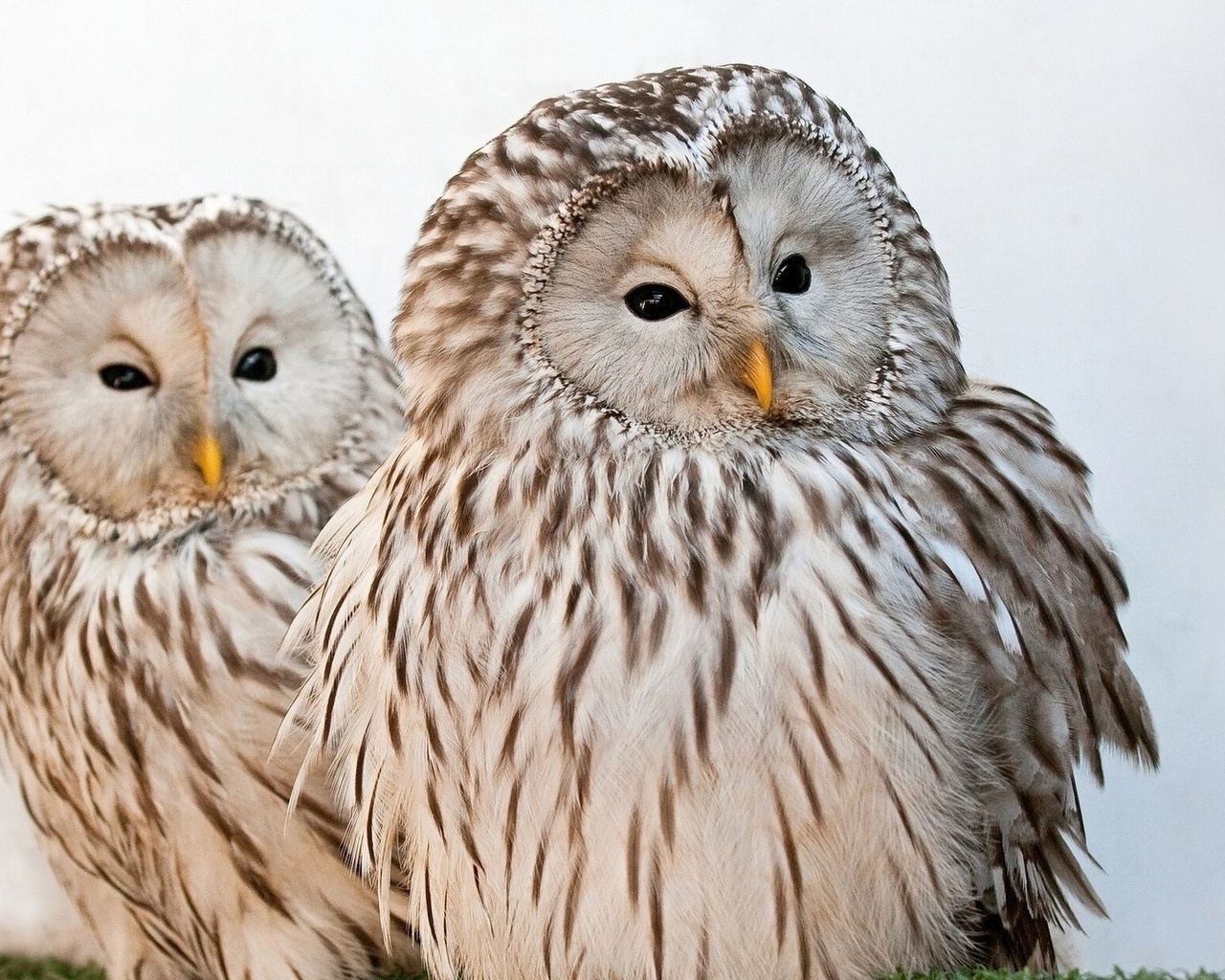 owl, bird, tree, fly, wild, couple