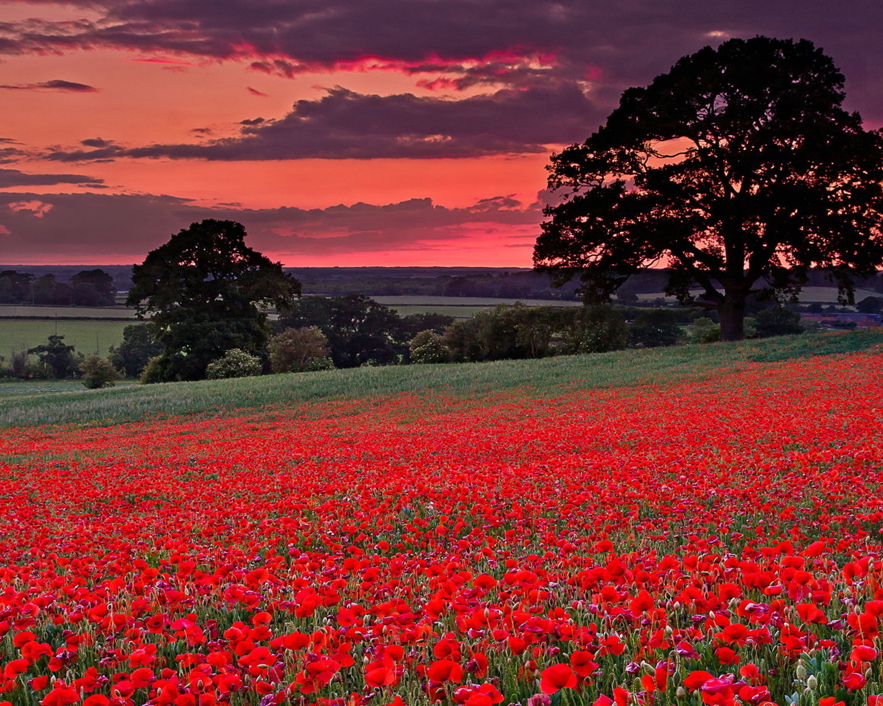 flower, field, red, tree, 