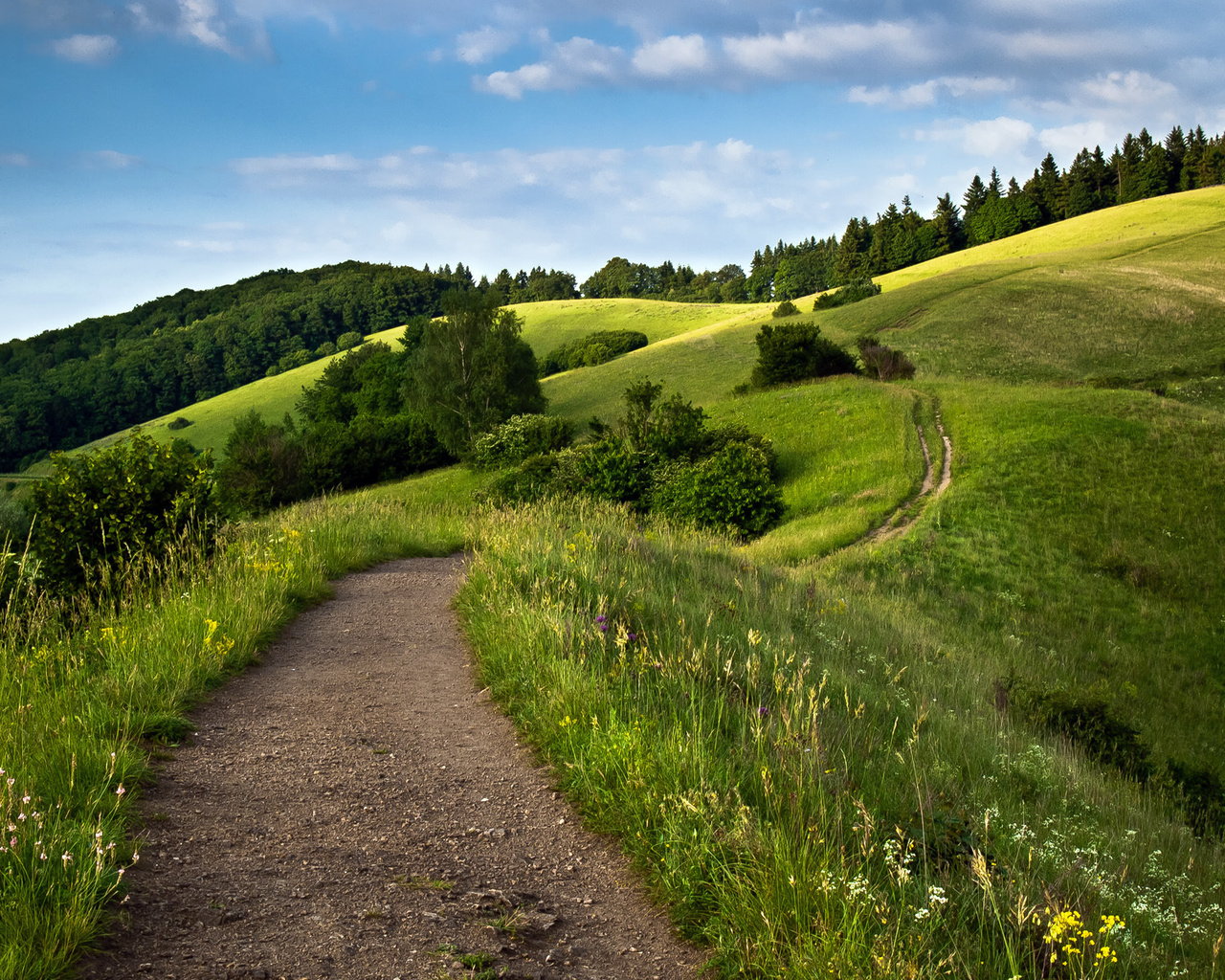 path, green, tree, grass, naturals