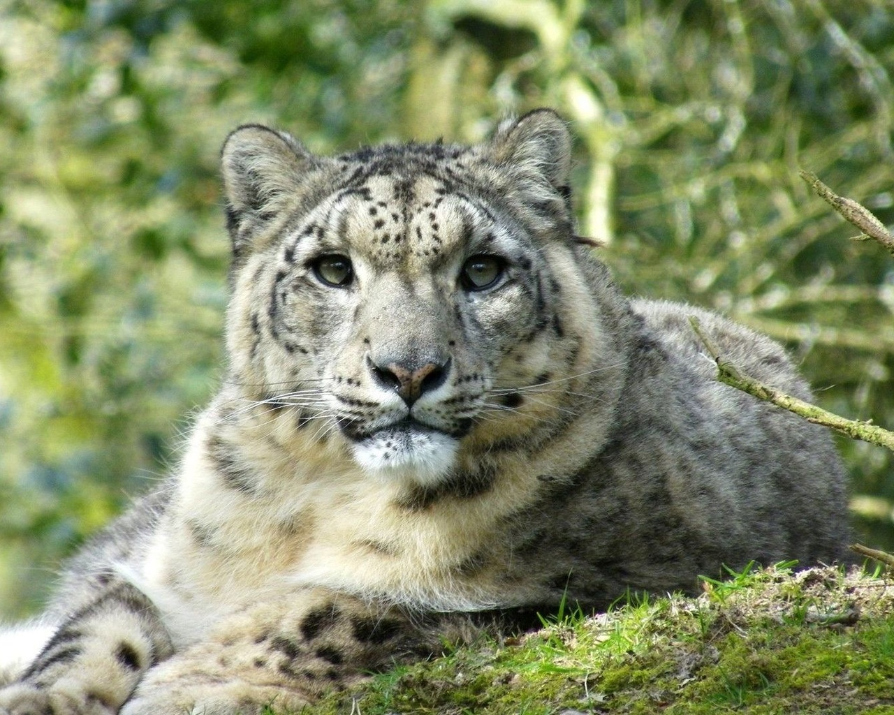 leopard, cub, wild, forest, tree