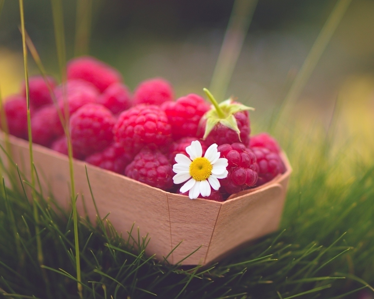 raspberries, red, basket, fruit