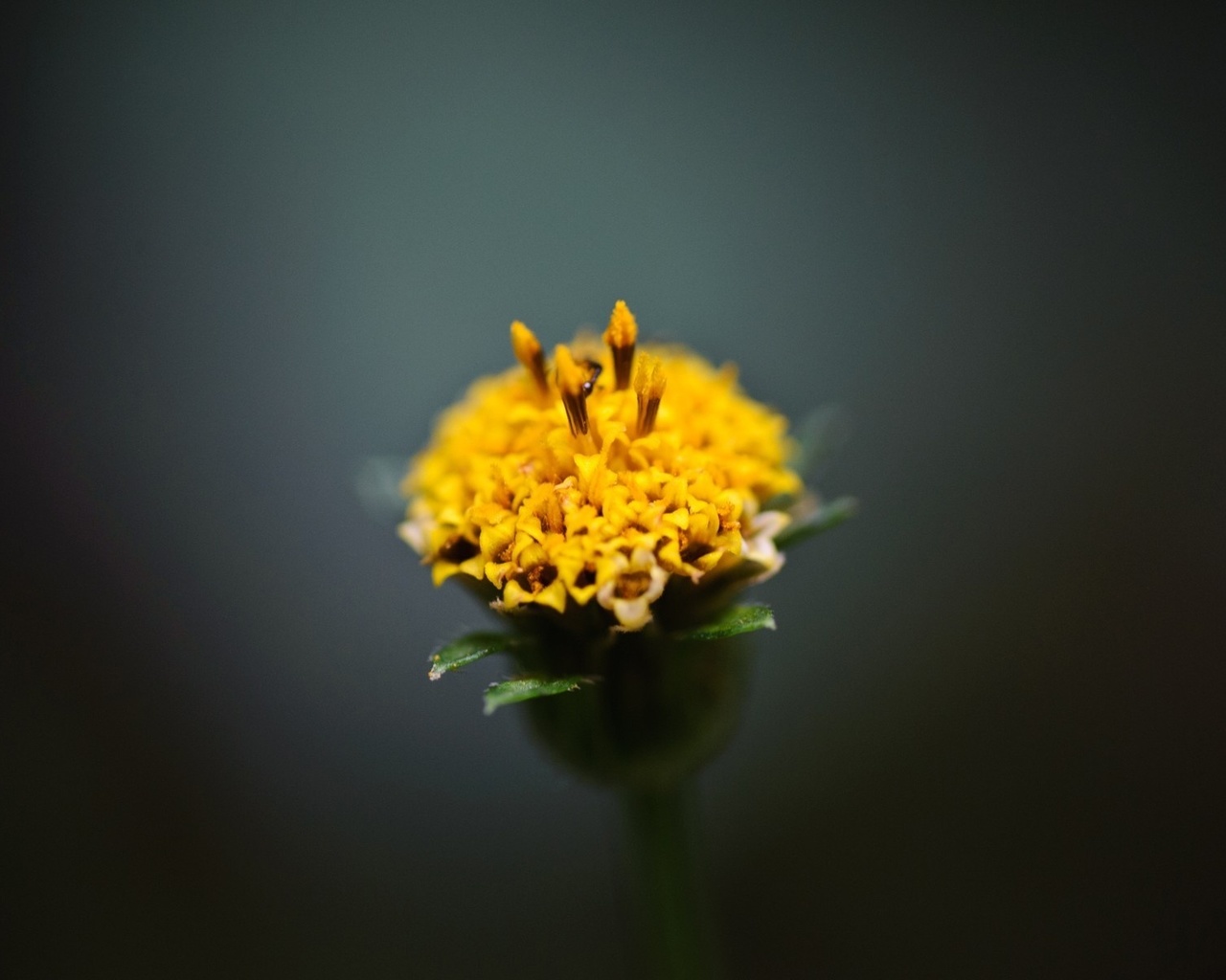 nature, flower, branch, simple