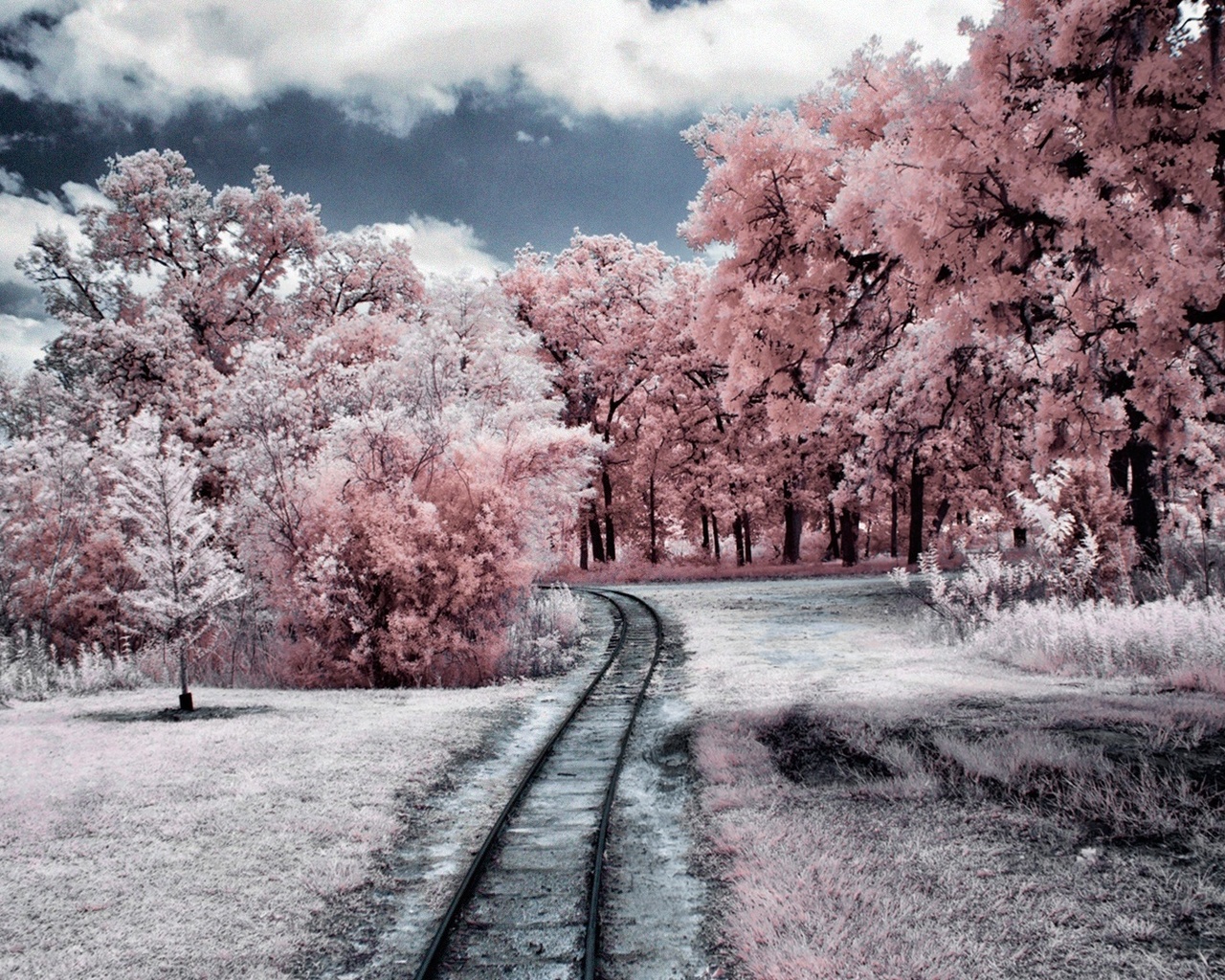 railroad, tree, winter, forest