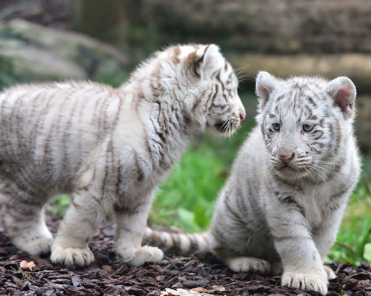 tiger, white, cub, wild