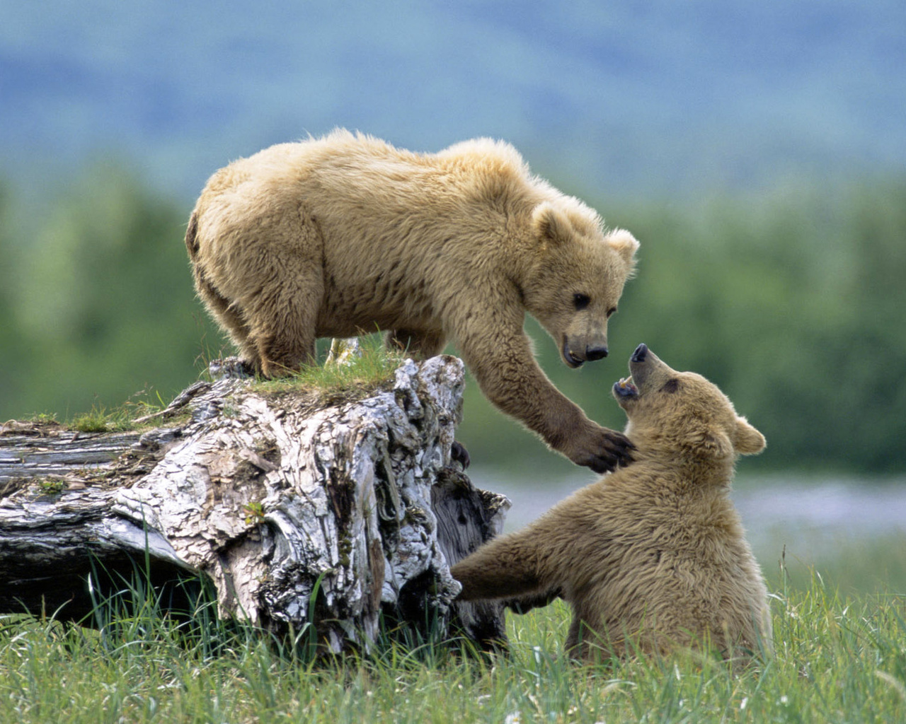 bear, cubs, wild, grass