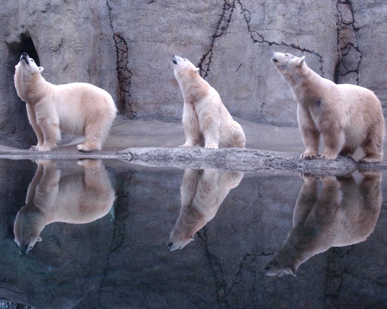 bear, polar, water, ice, snow