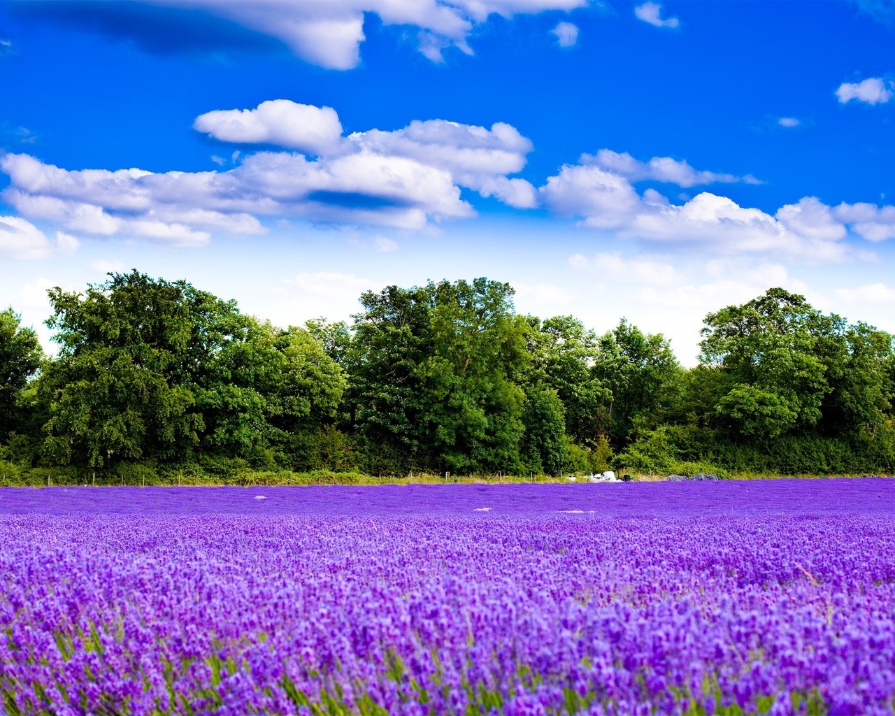 lavender, fields, flower, purple