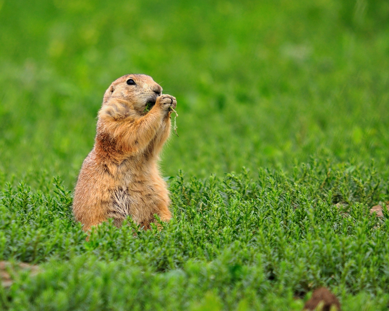 castor, green, eat, grass, wild