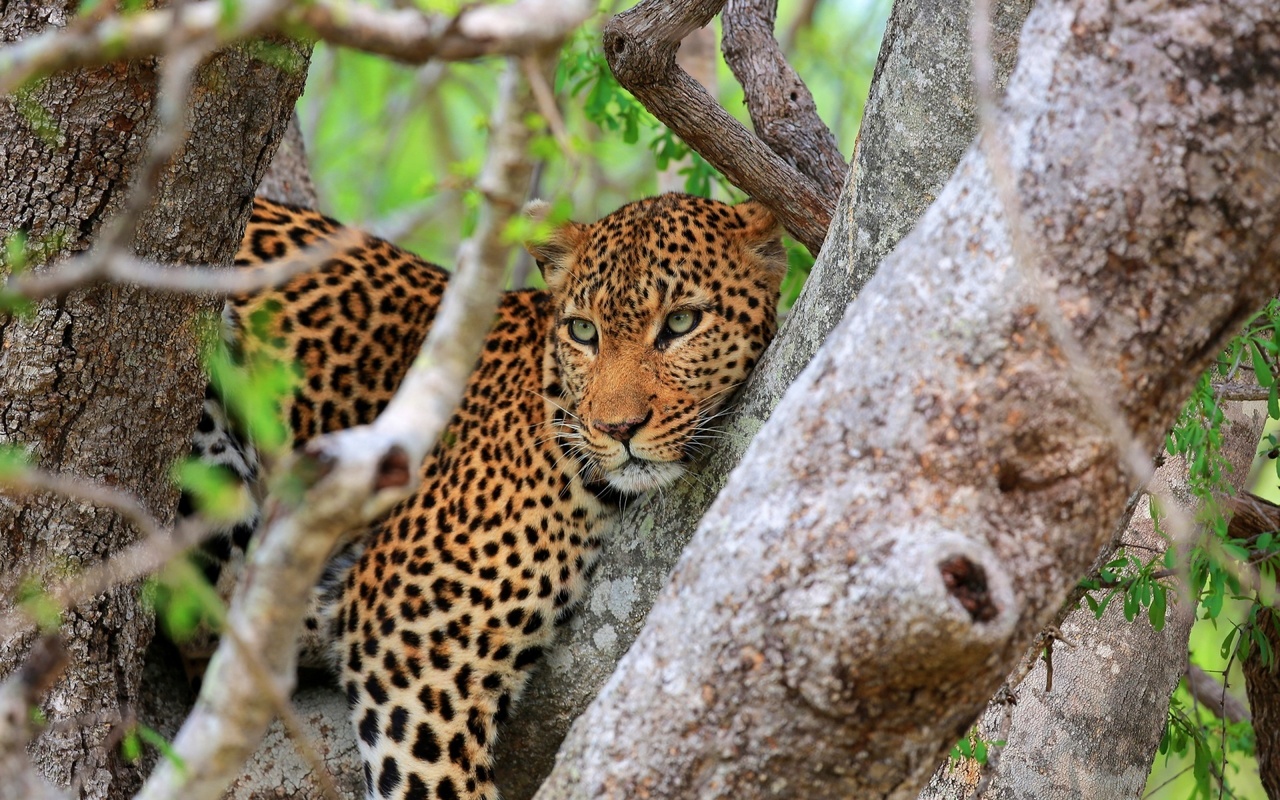 bigcat, tree, branch, rest