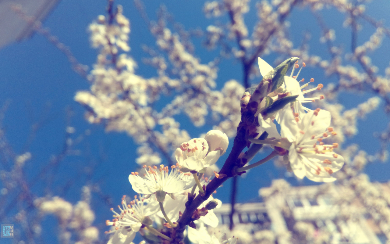 ,  , , , , , , , , macro, spring, color of the wood, plum, nature, branches, flowers, bloom, beautiful, bart