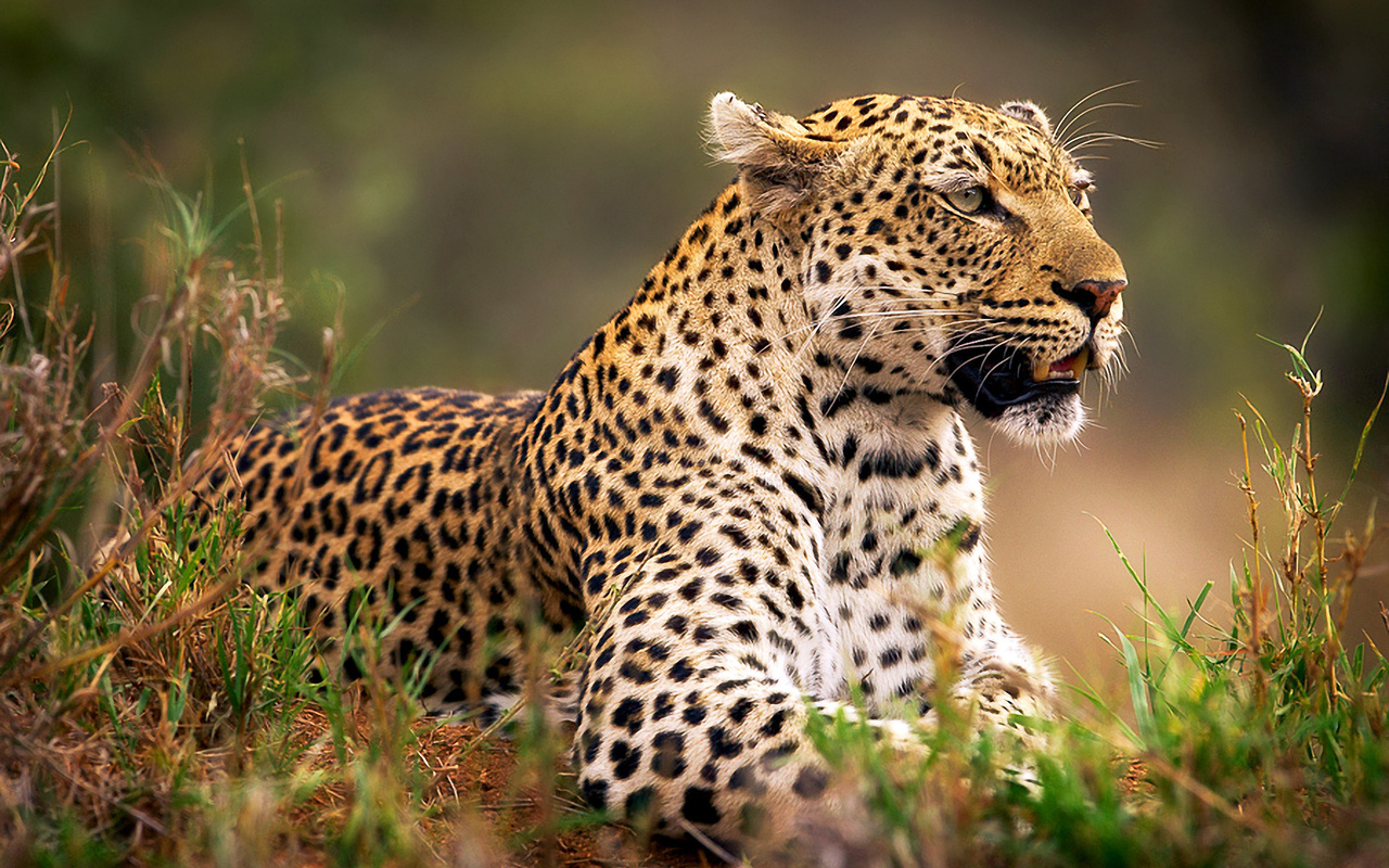 wild, bigcat, grass, forest