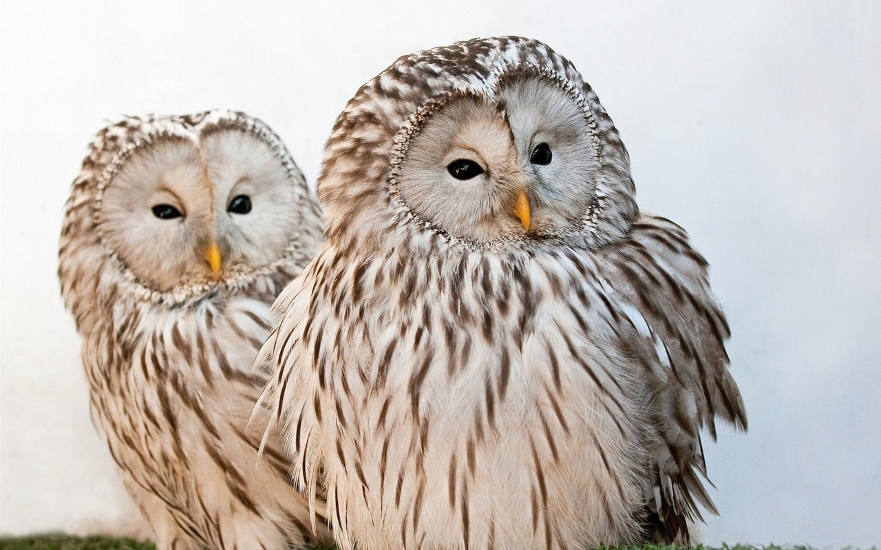 owl, bird, tree, fly, wild, couple