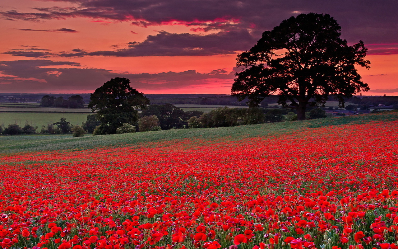 flower, field, red, tree, 