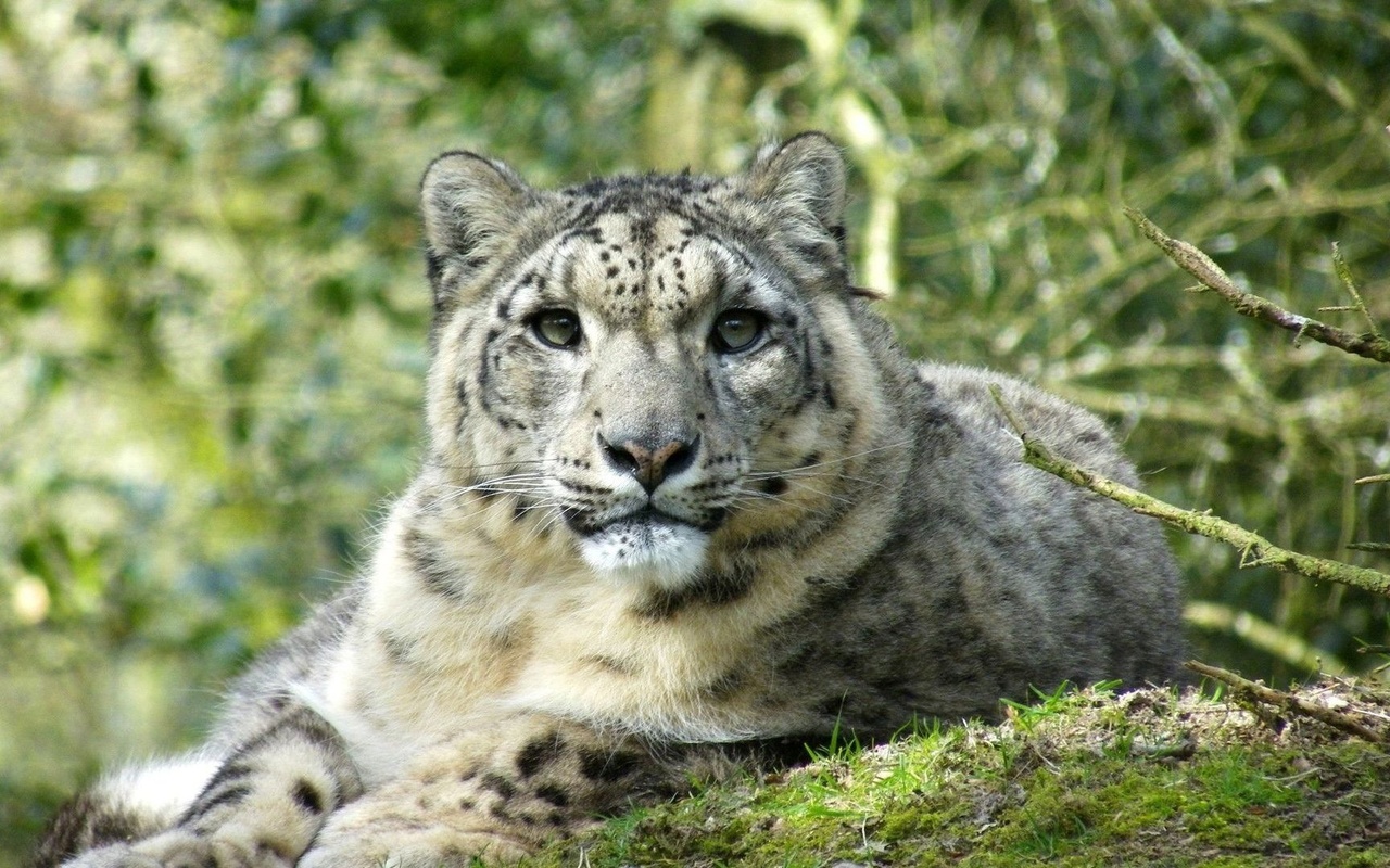 leopard, cub, wild, forest, tree