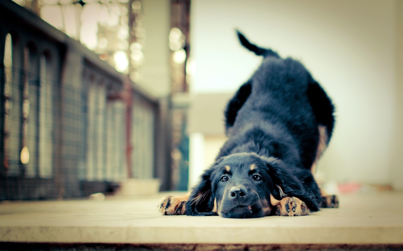 dog, puppy, house, cute