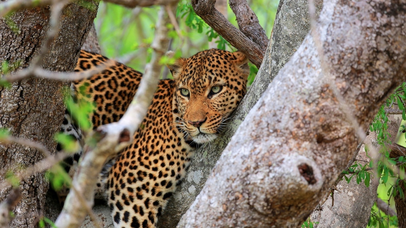 bigcat, tree, branch, rest