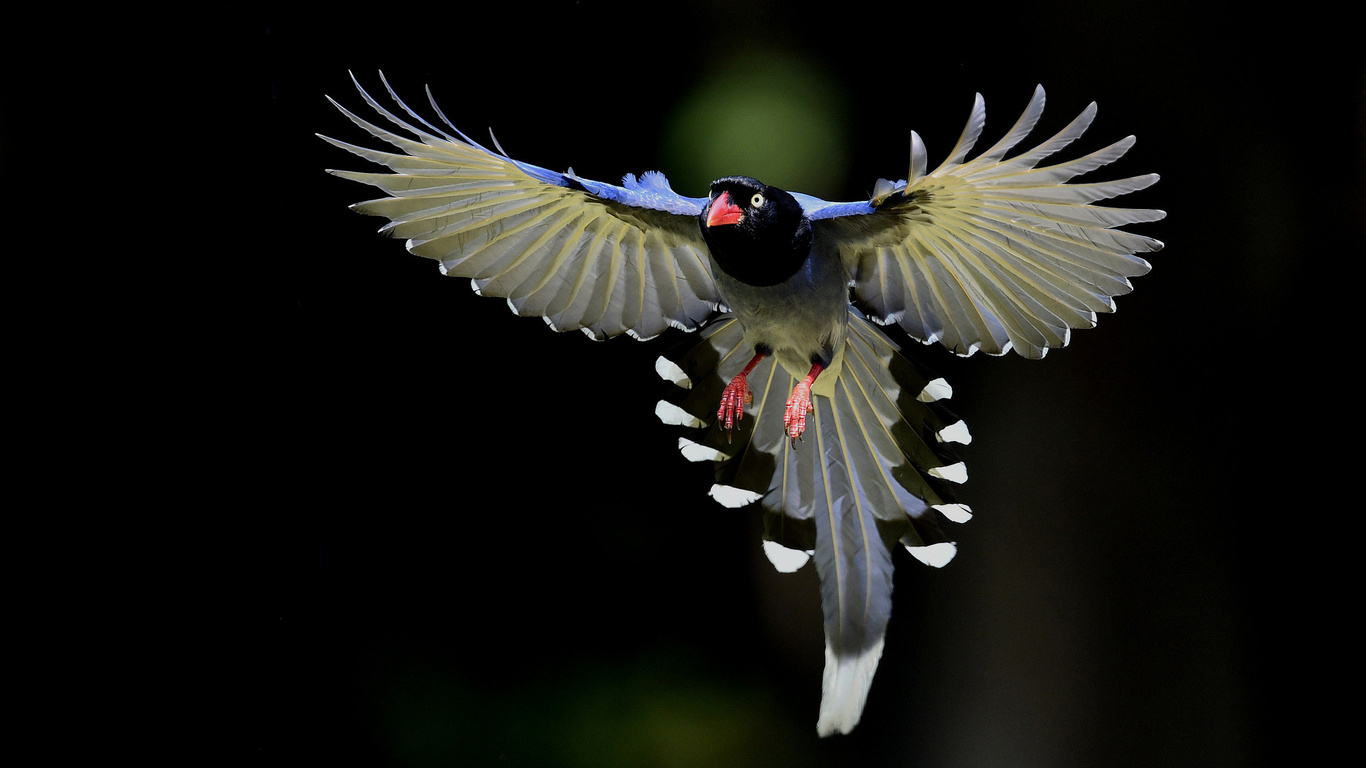 birds, little, tree, branch, wild, fly