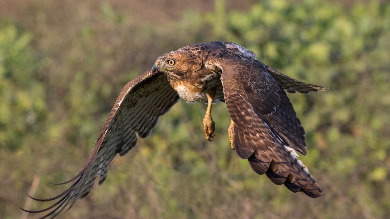 hawk, fly, bird, winds, forest, wild