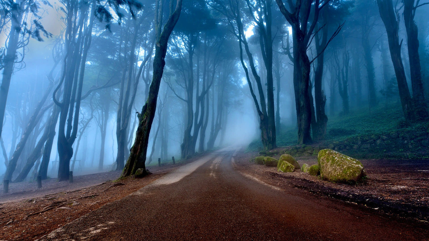 mist, tree, forest, tree, path