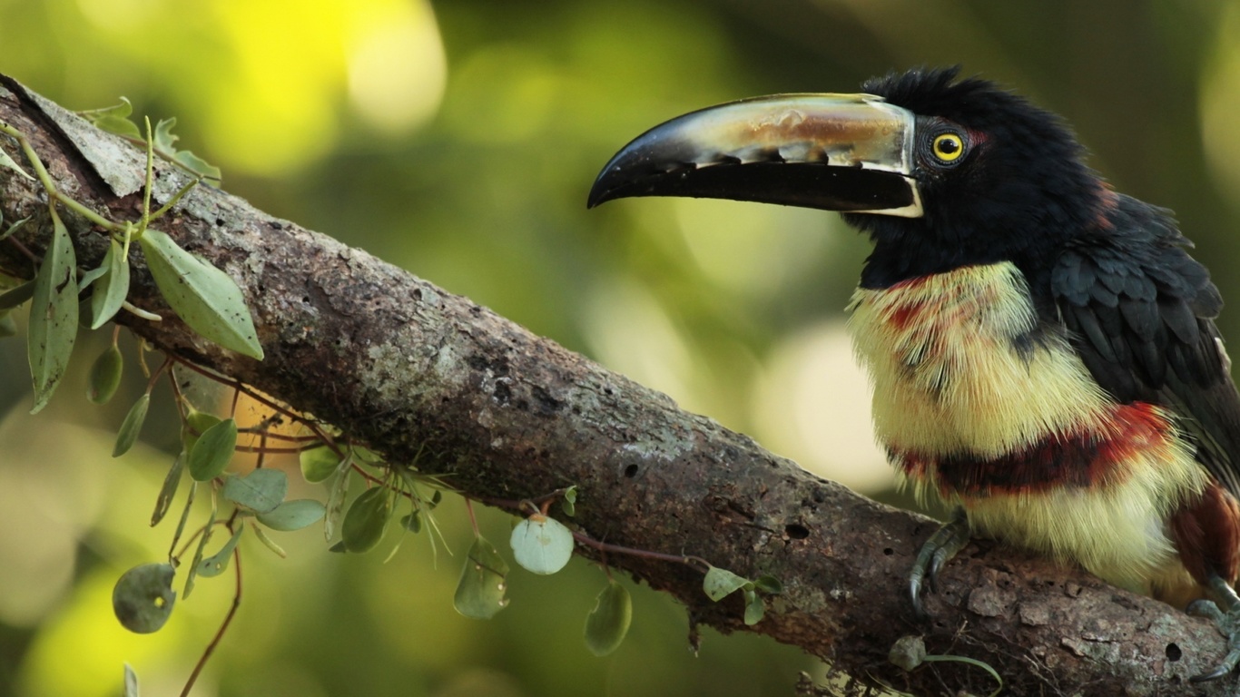 tucan, tree, bird, branch