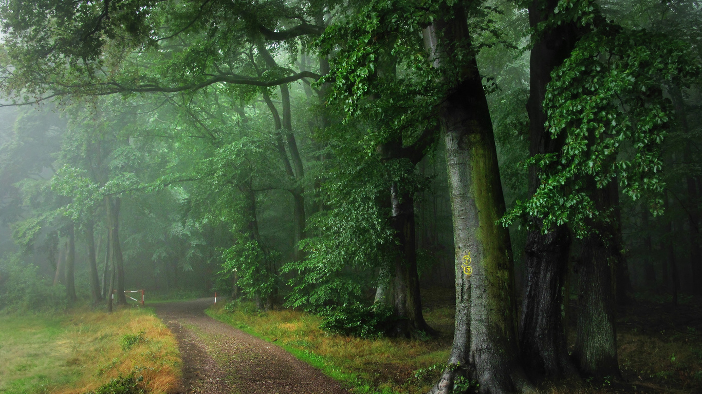 forest, path, tree, green