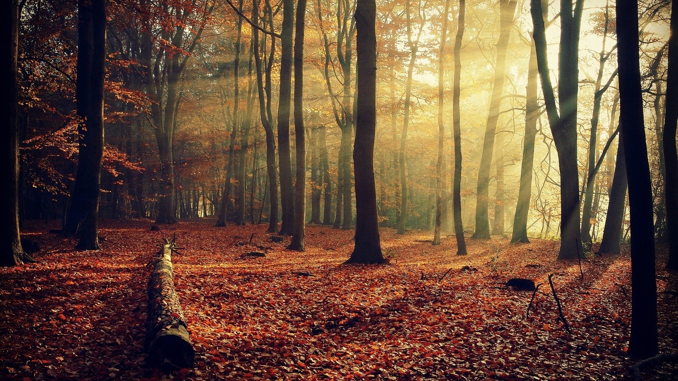 forest, tree, leaves, autumn