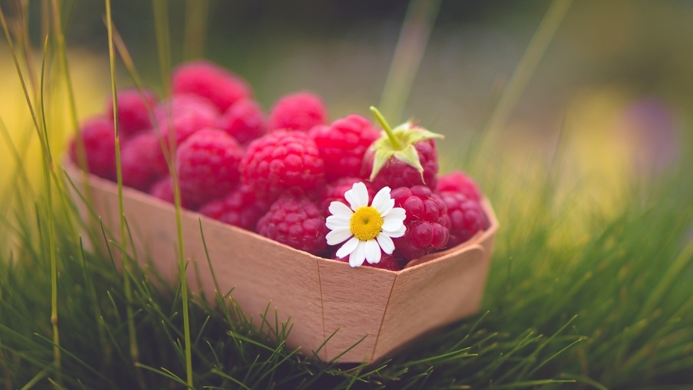 raspberries, red, basket, fruit