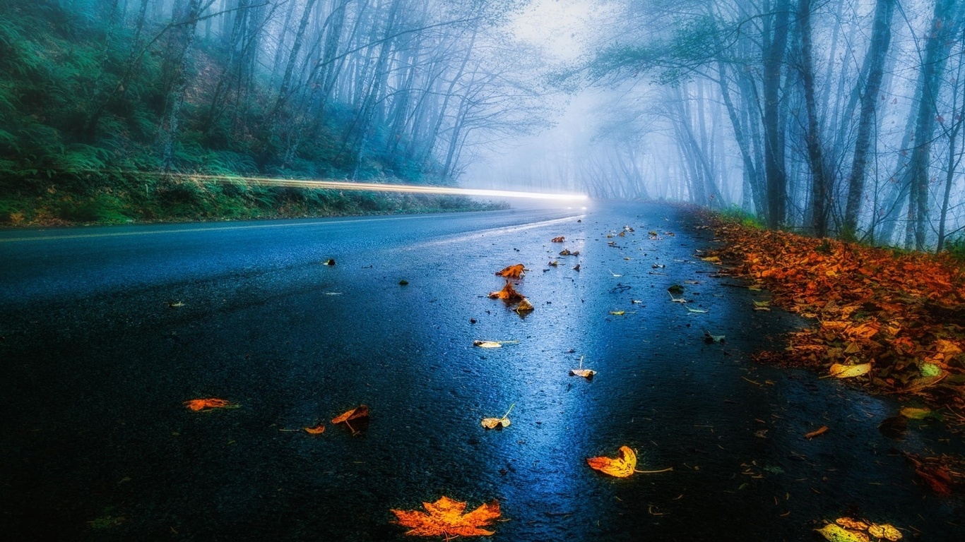 leaves, road, tree, mist