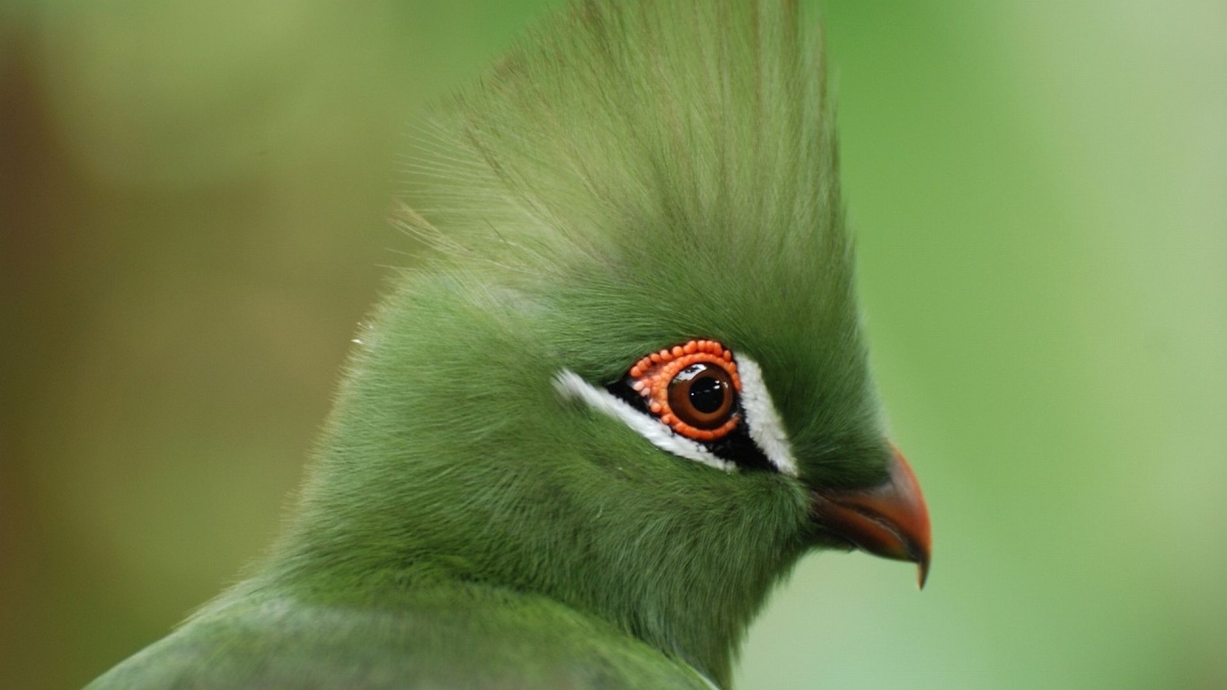 turaco, birds, green, wild,  