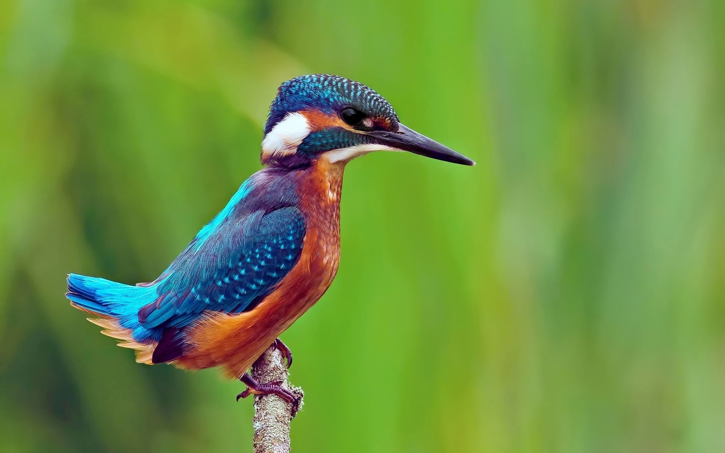 kingfisher, bird, fly, wild