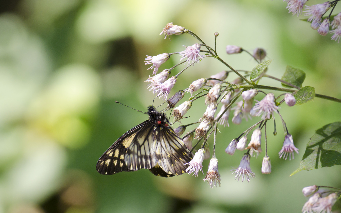 butterfly, flower, branch, leaves, tree