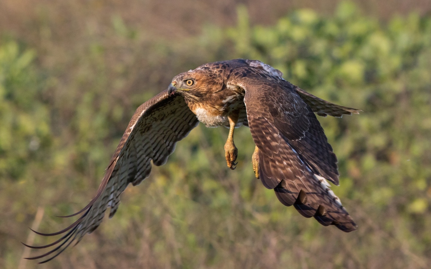 hawk, fly, bird, winds, forest, wild