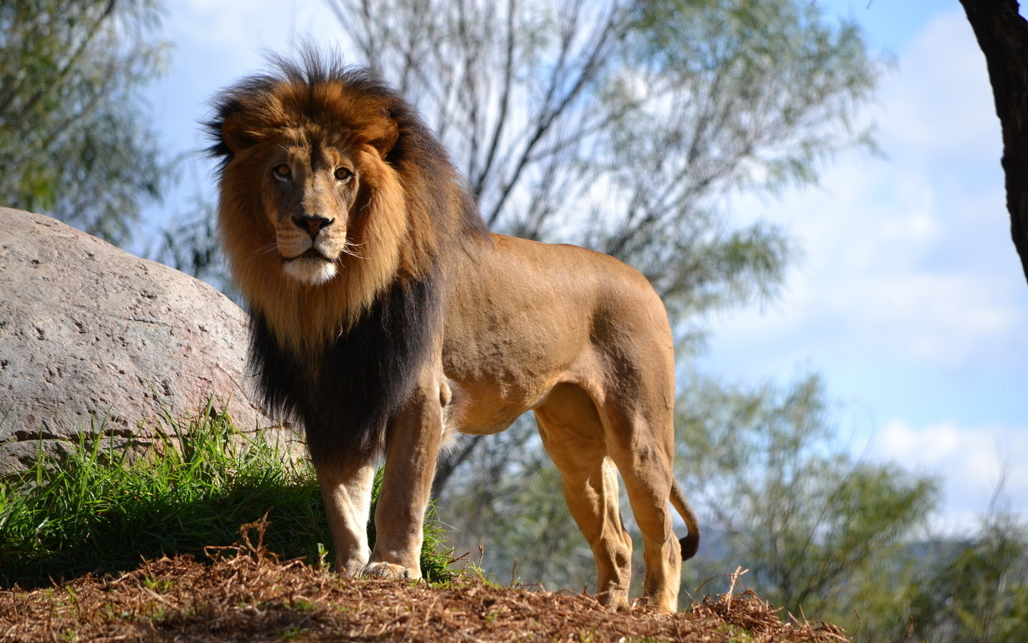 lion, wild, bigcat, savage, grass, rock