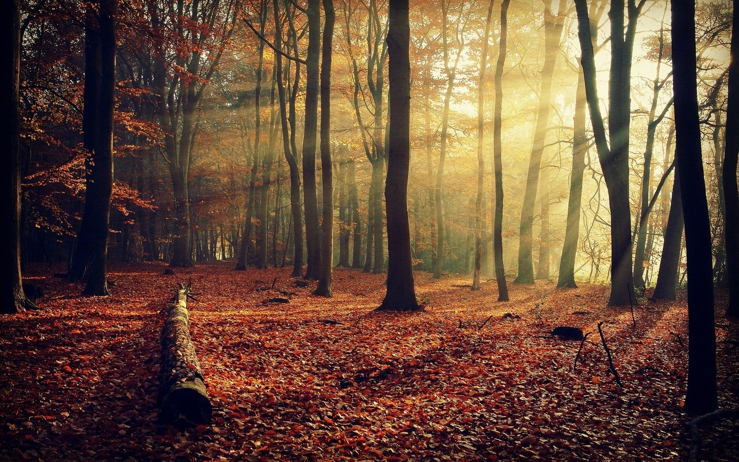 forest, tree, leaves, autumn