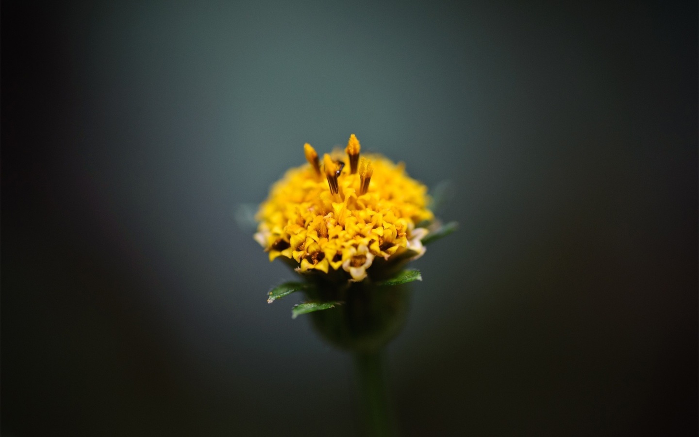 nature, flower, branch, simple