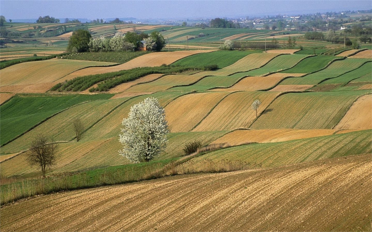 fields, tree, rock, grass, clouds, sky